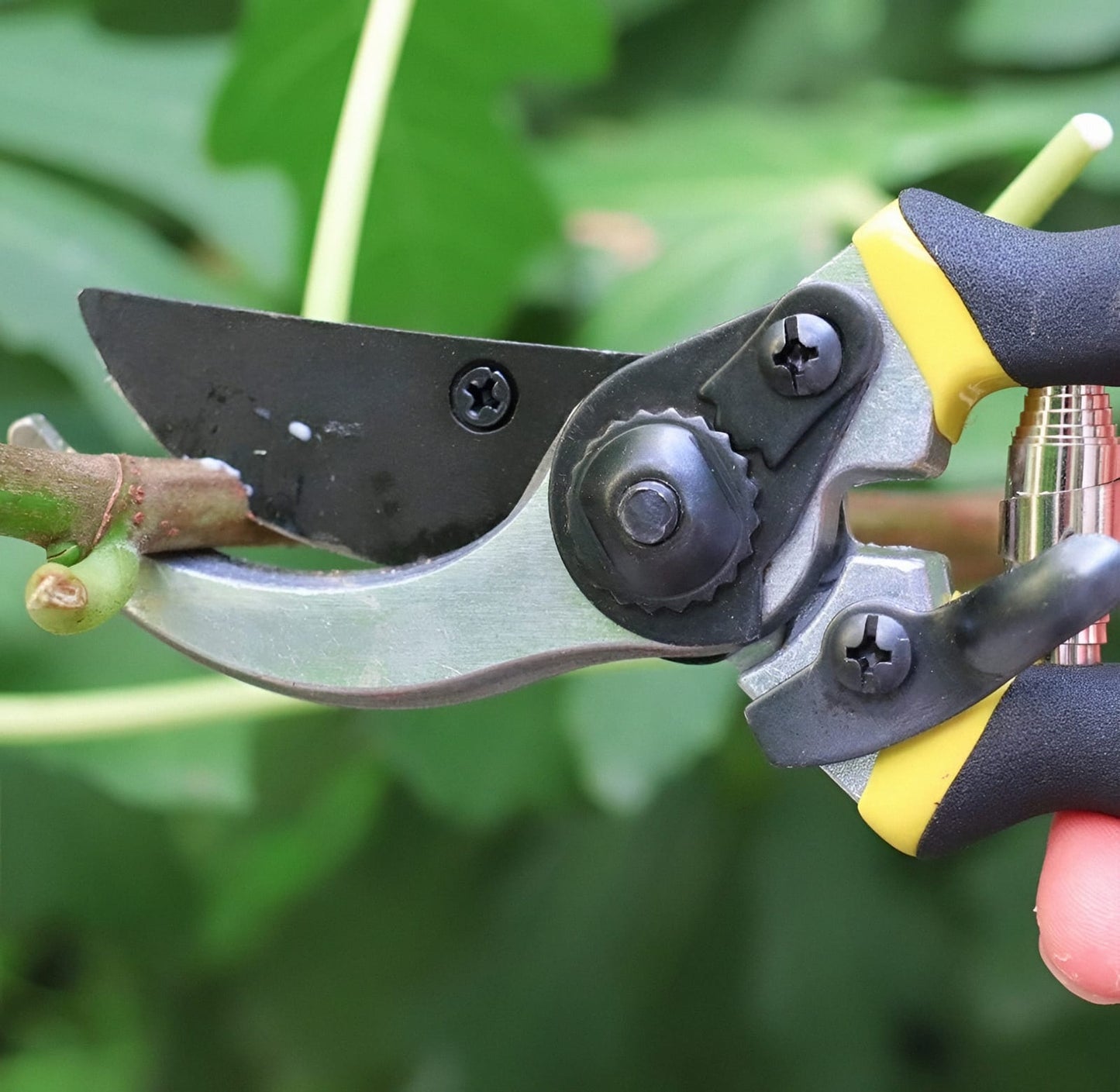 AGT Garden 3 Cutter Tool Set | Stainless Steel Apple Cutter & Plant Pruning Scissor